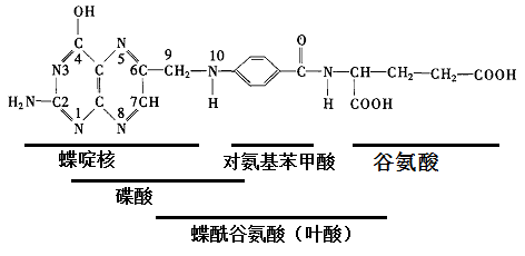 叶酸 