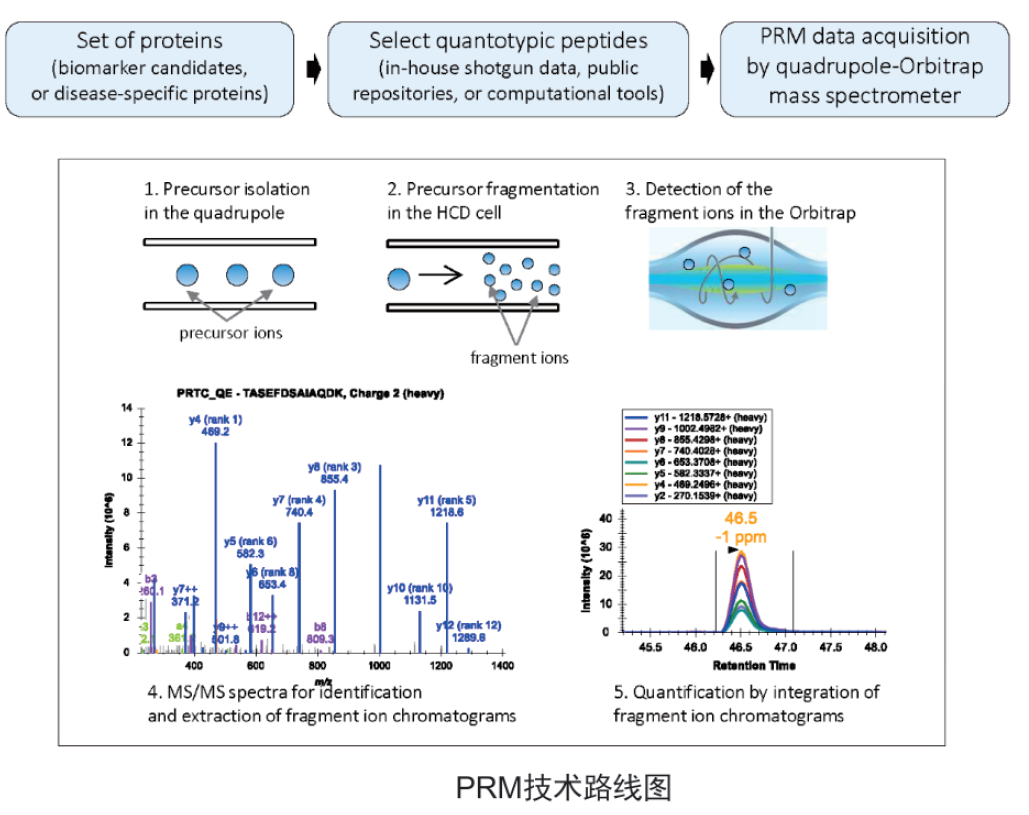 PRM定量蛋白质组学